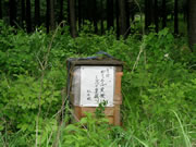 ミャンマーそばの畑 ミャンマーそばの畑
