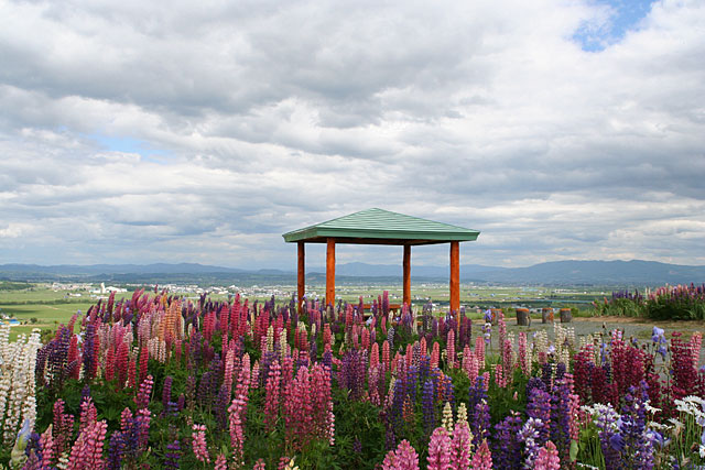 �Ԃ̔ߌ����I