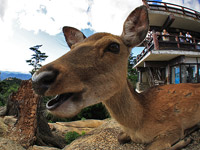 弥山展望台付近の鹿