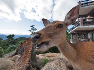 弥山展望台付近の鹿